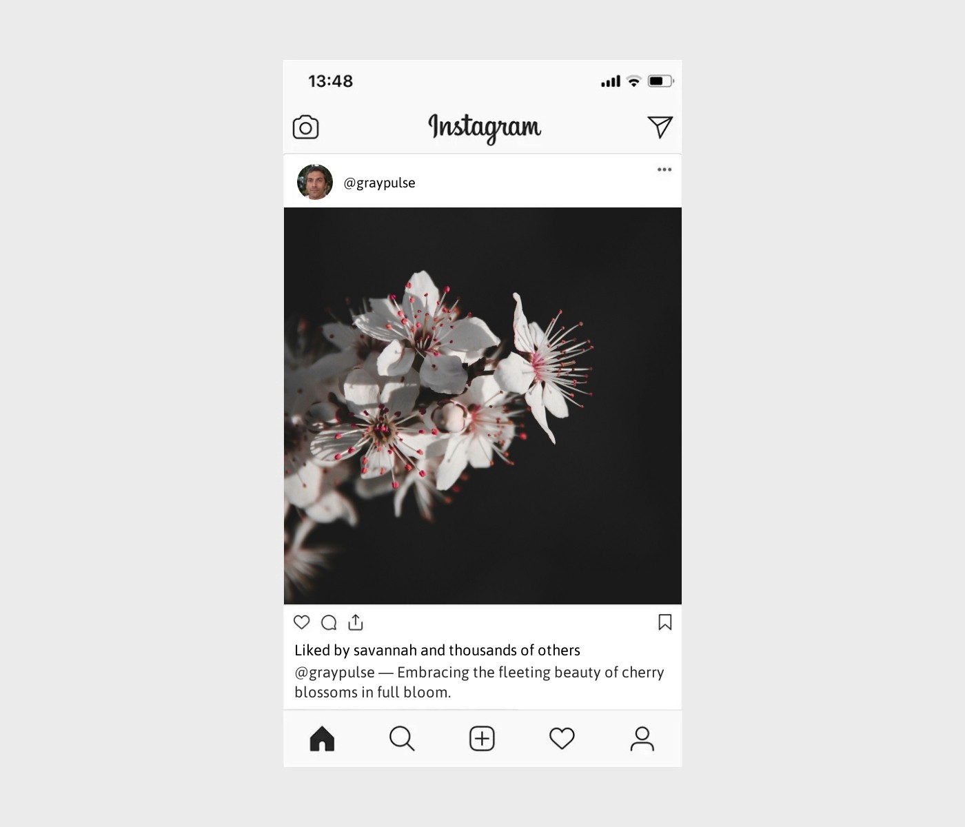 cherry-blossom-captions-for-instagram