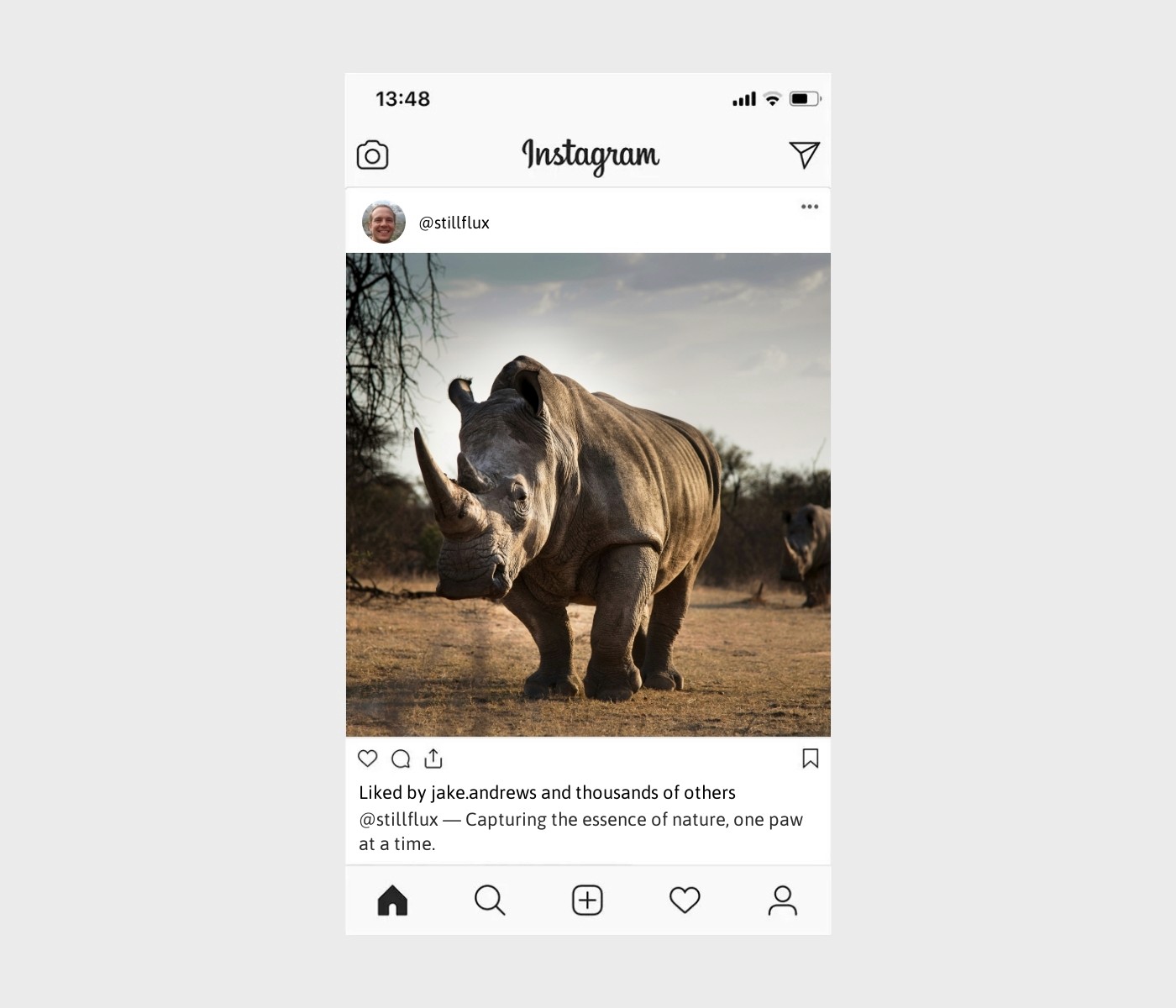 animal-captions-for-instagram
