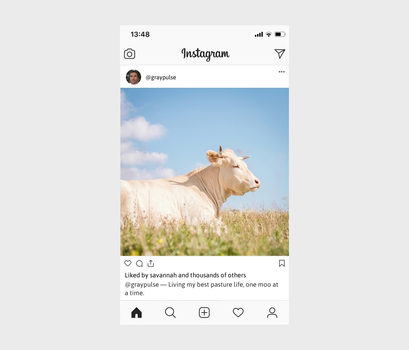 cow-captions-for-instagram