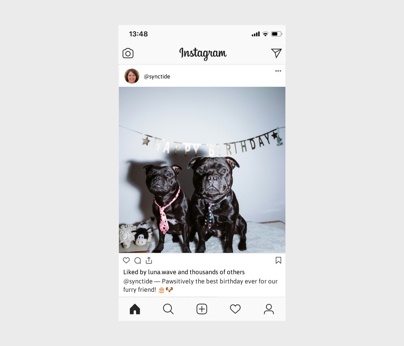 dog-birthday-captions-for-instagram