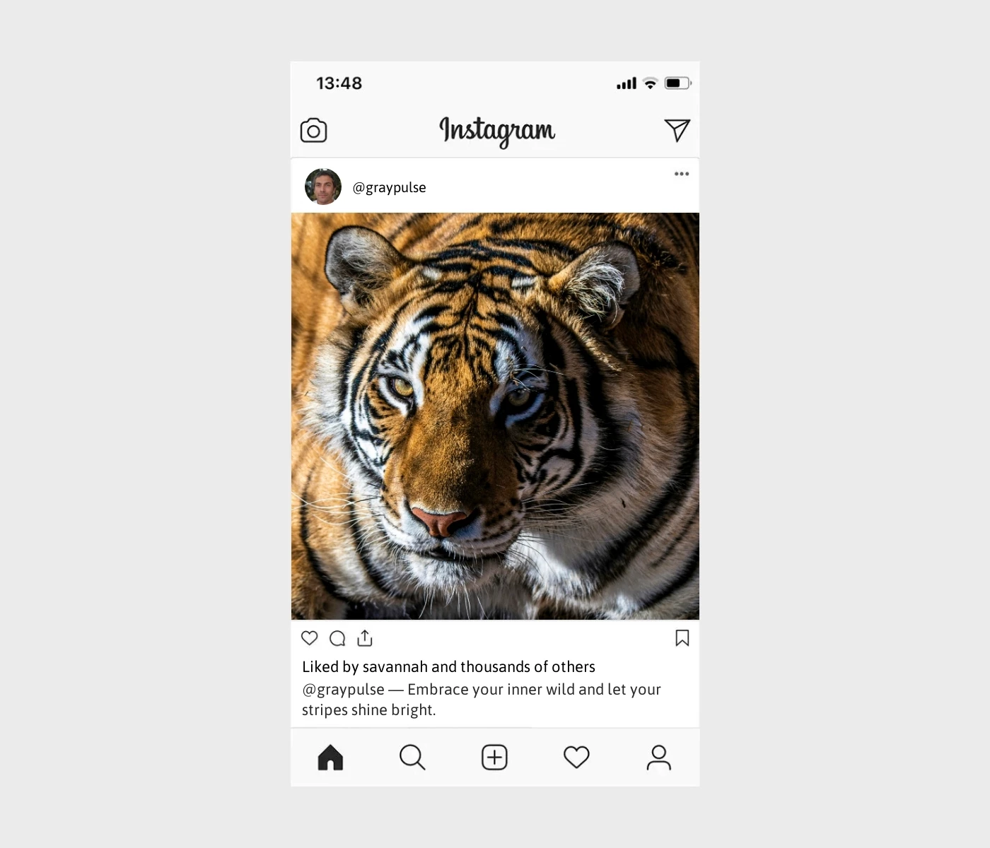 tiger-captions-for-instagram