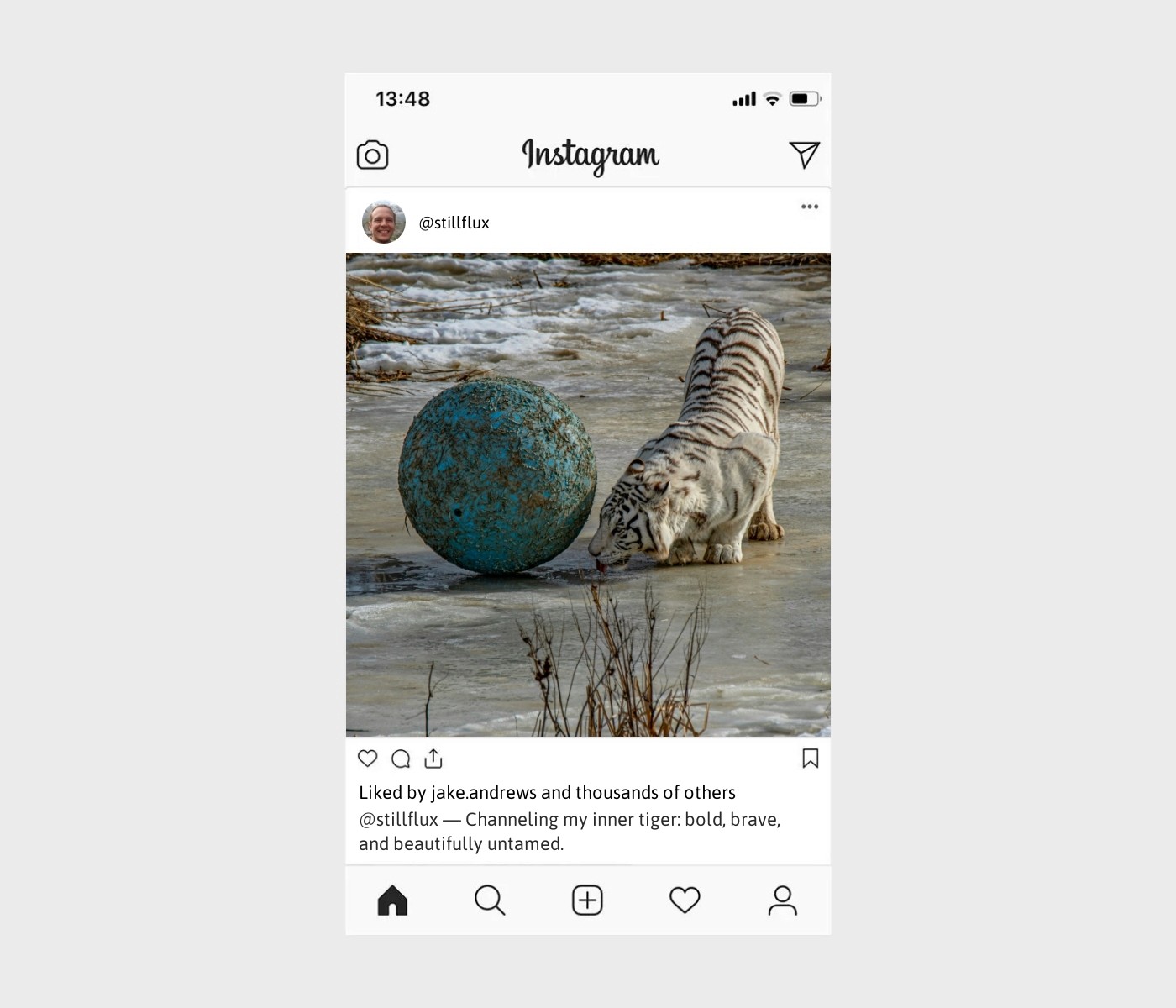 tiger-captions-for-instagram