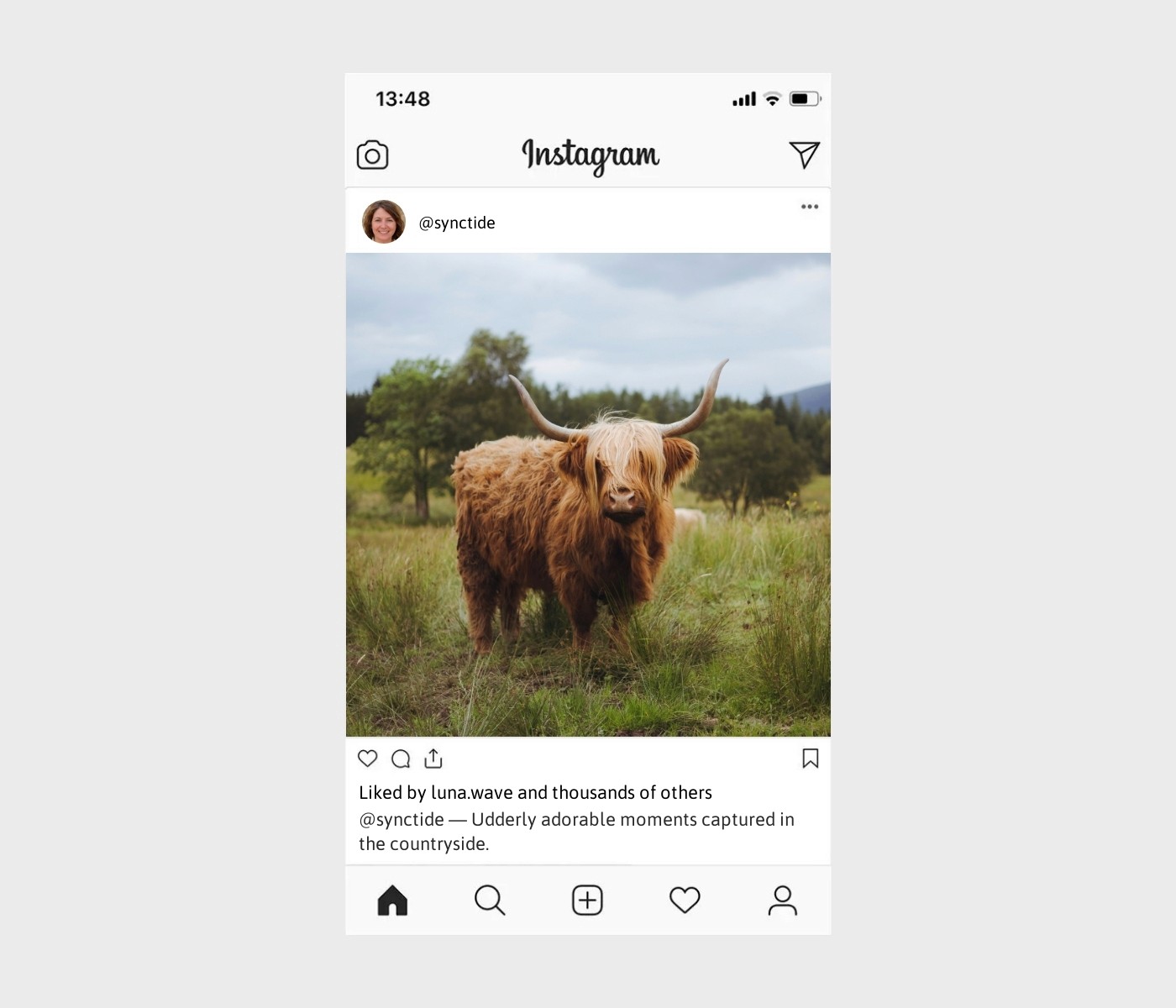 cow-captions-for-instagram