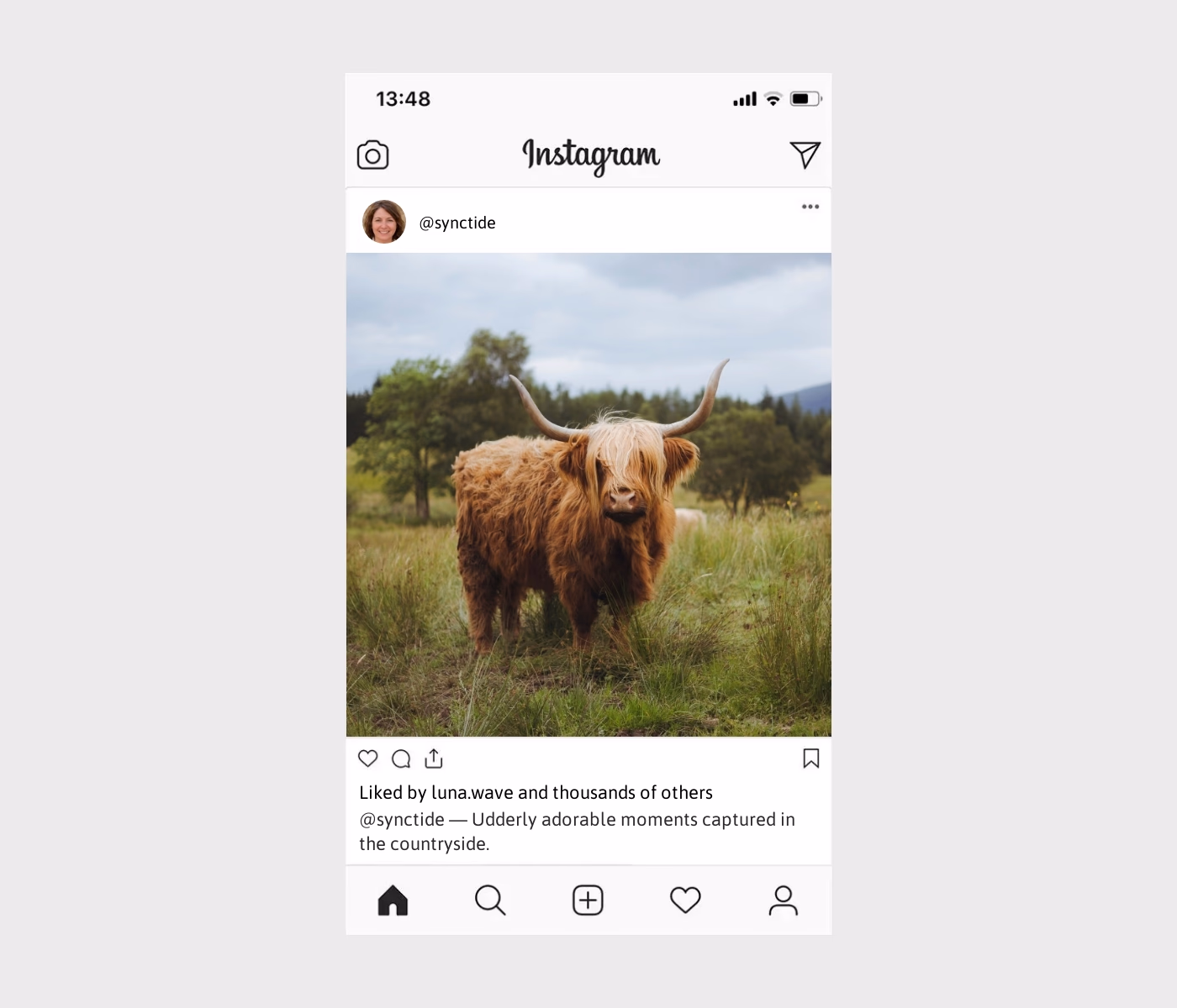 100+ Cow Captions For Instagram To Inspire You - My Framer Site