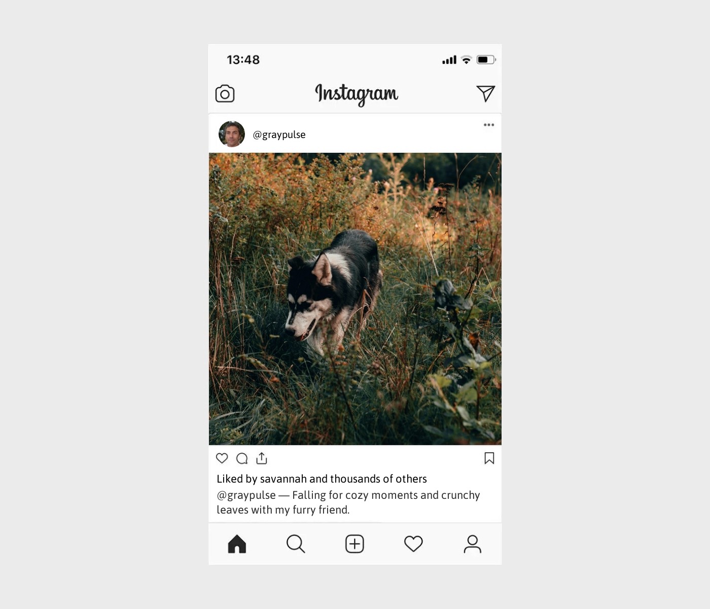 fall-dog-captions-for-instagram