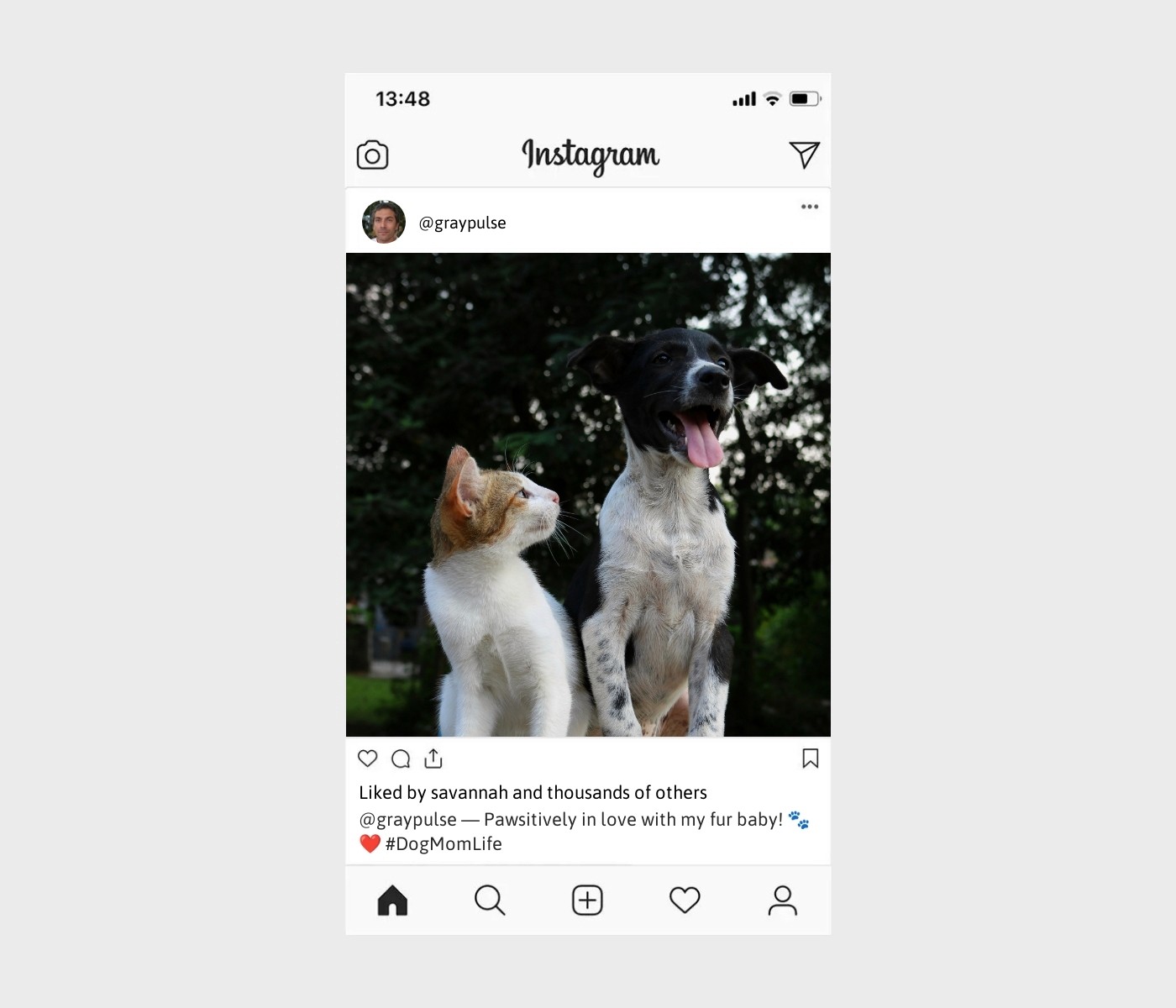 dog-mom-captions-for-instagram