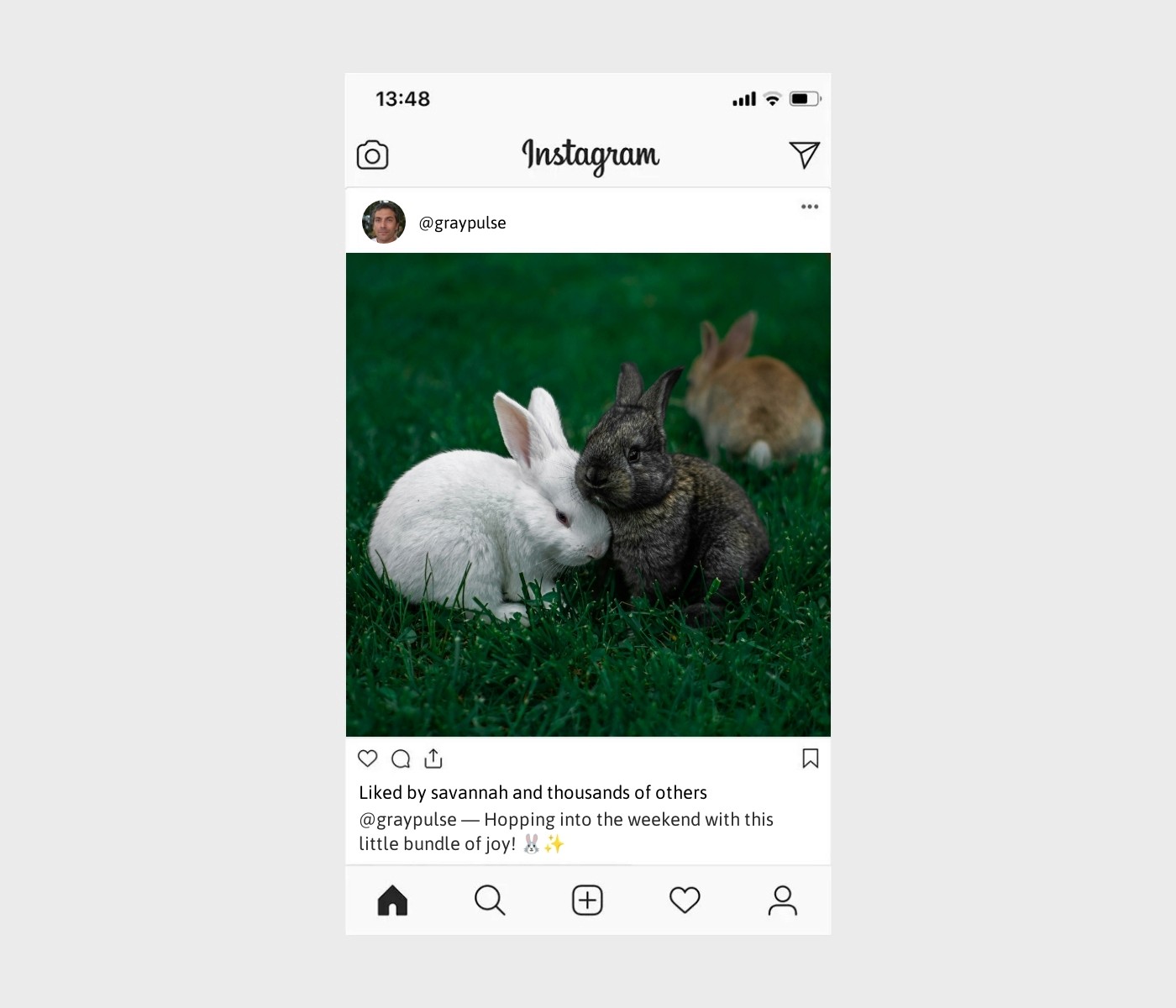 bunny-captions-for-instagram