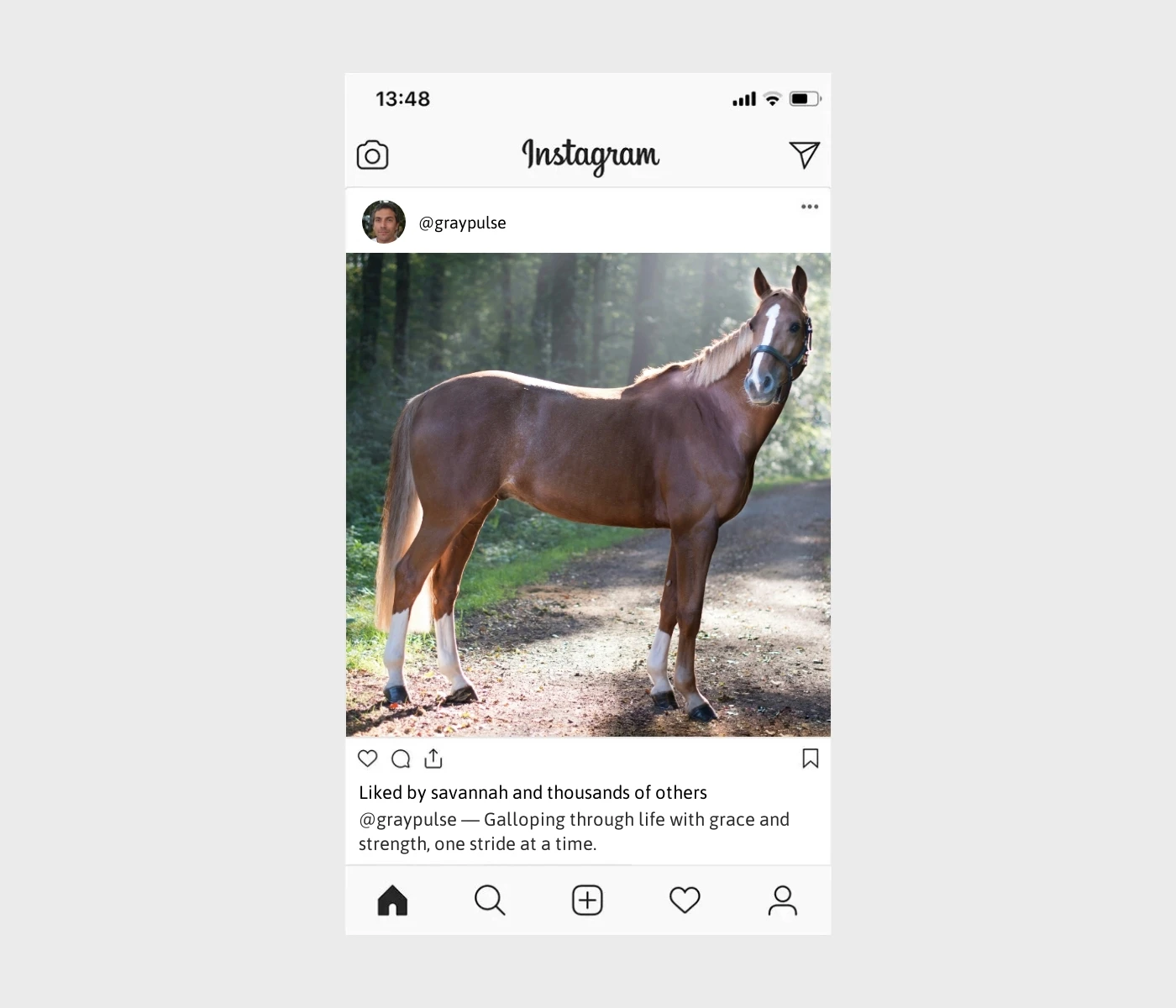 horse-captions-for-instagram