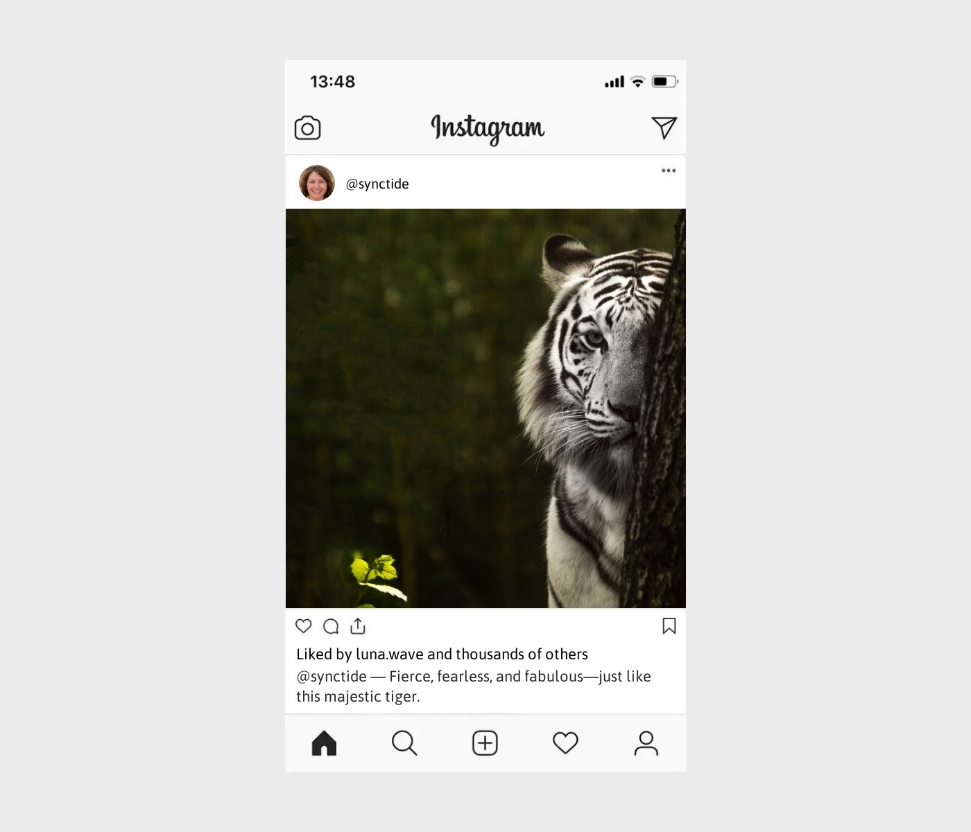tiger-captions-for-instagram