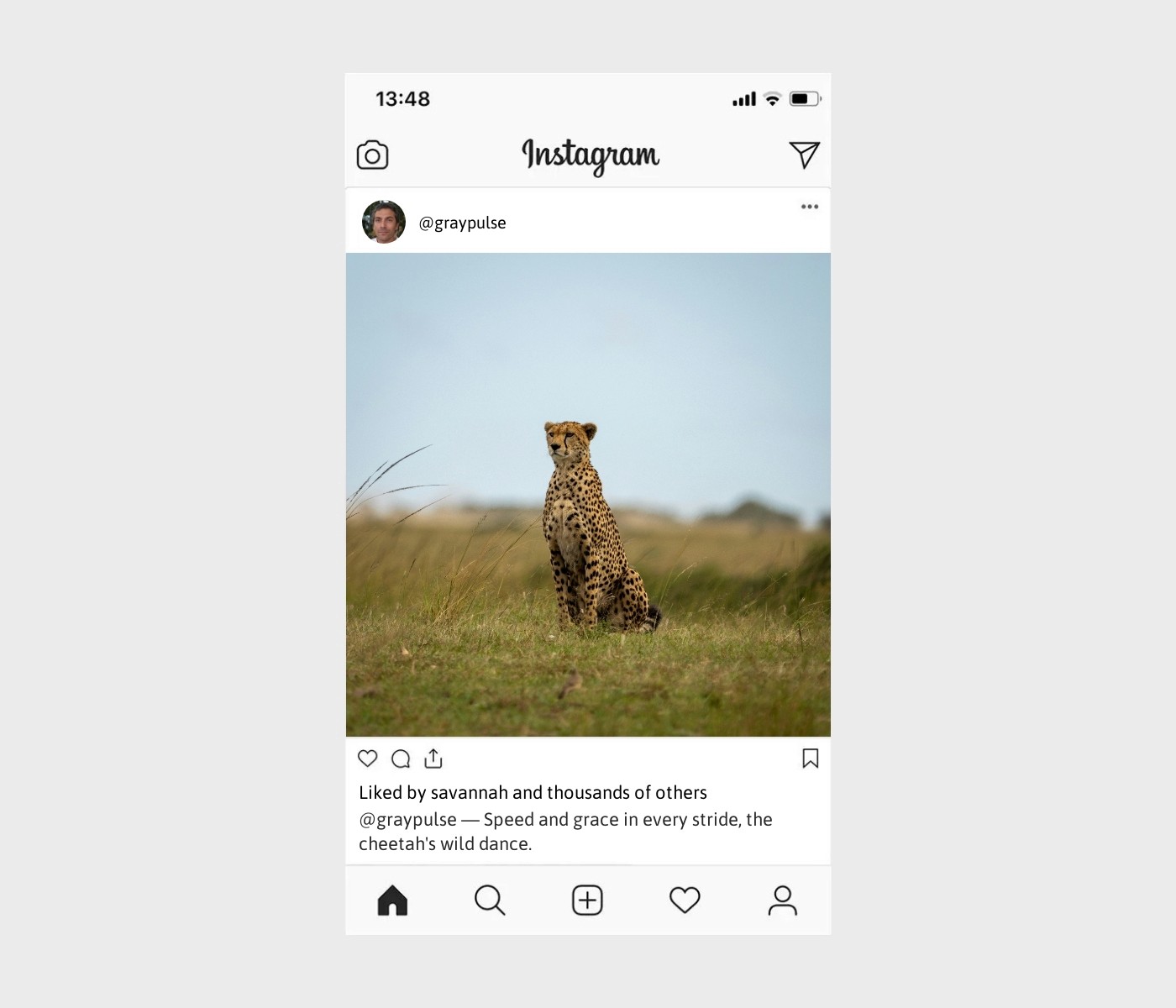 cheetah-captions-for-instagram