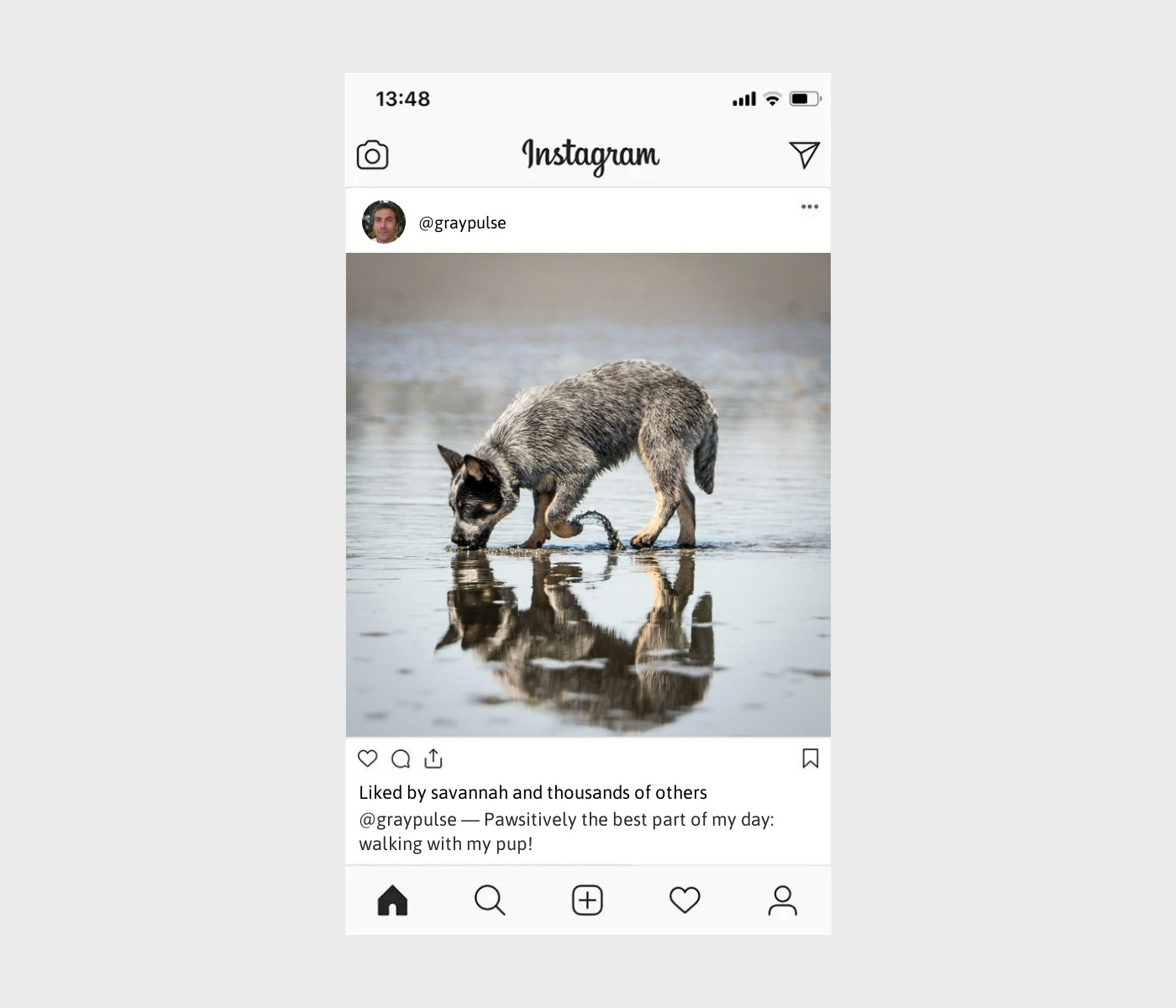 dog-walk-captions-for-instagram