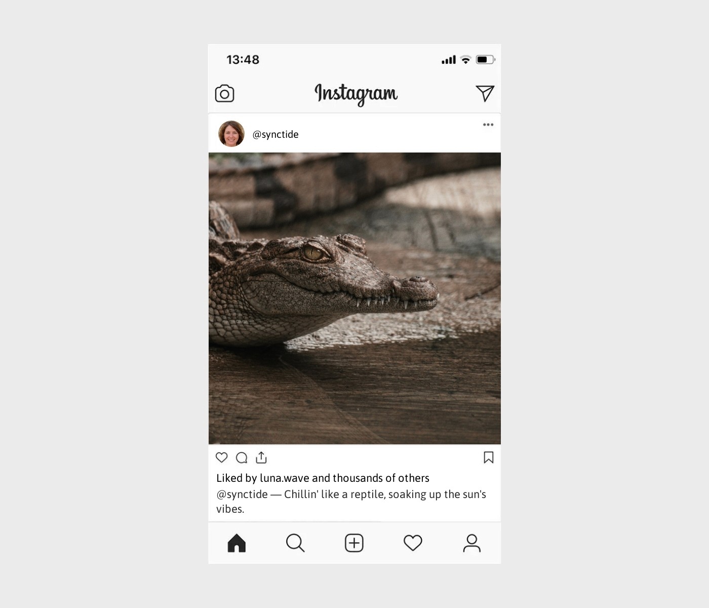 alligator-captions-for-instagram