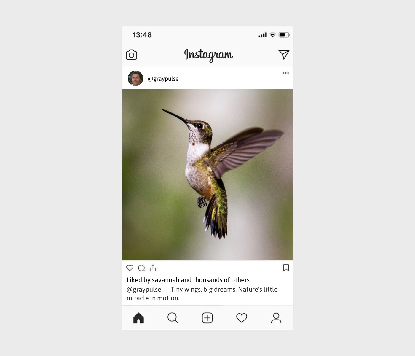 hummingbird-captions-for-instagram