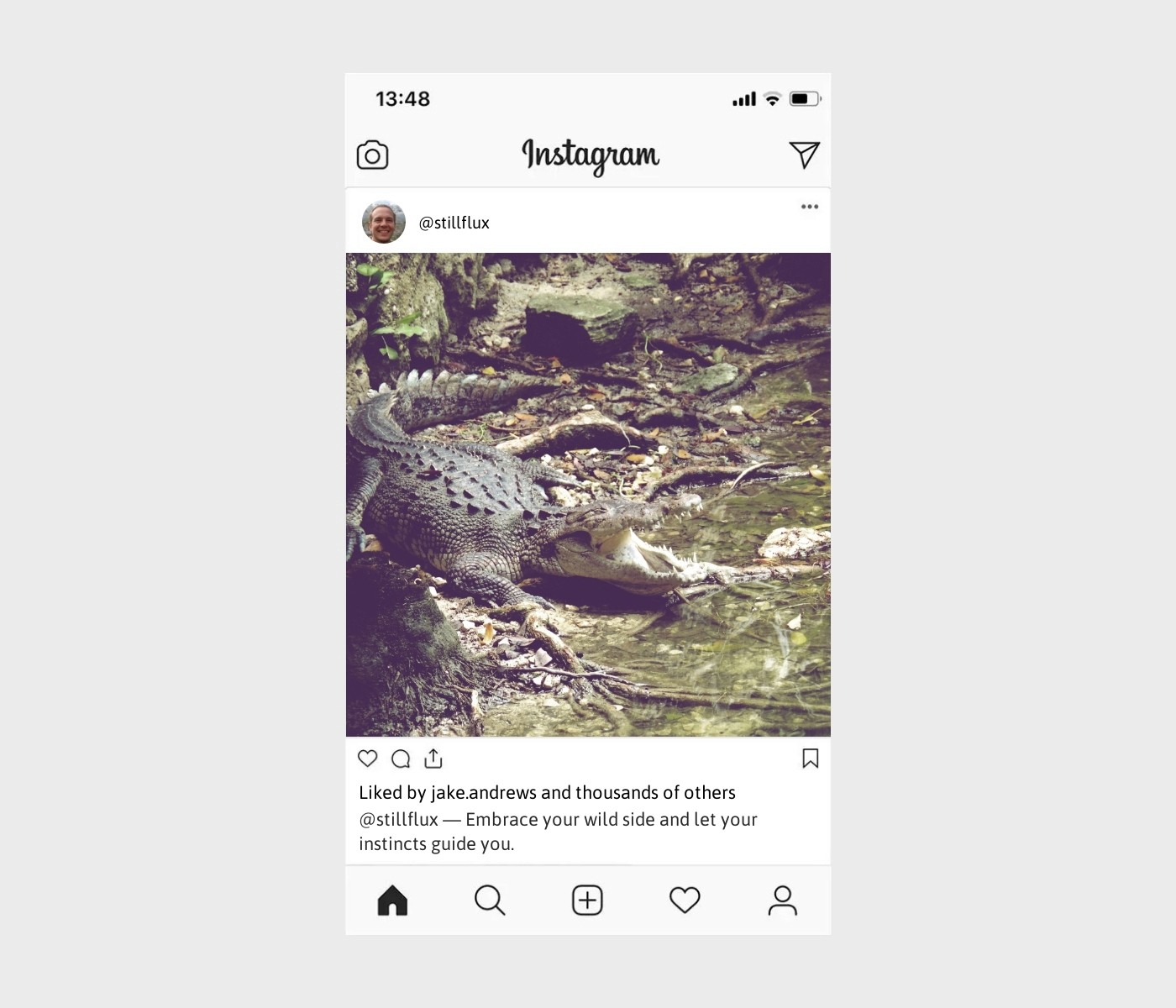 alligator-captions-for-instagram