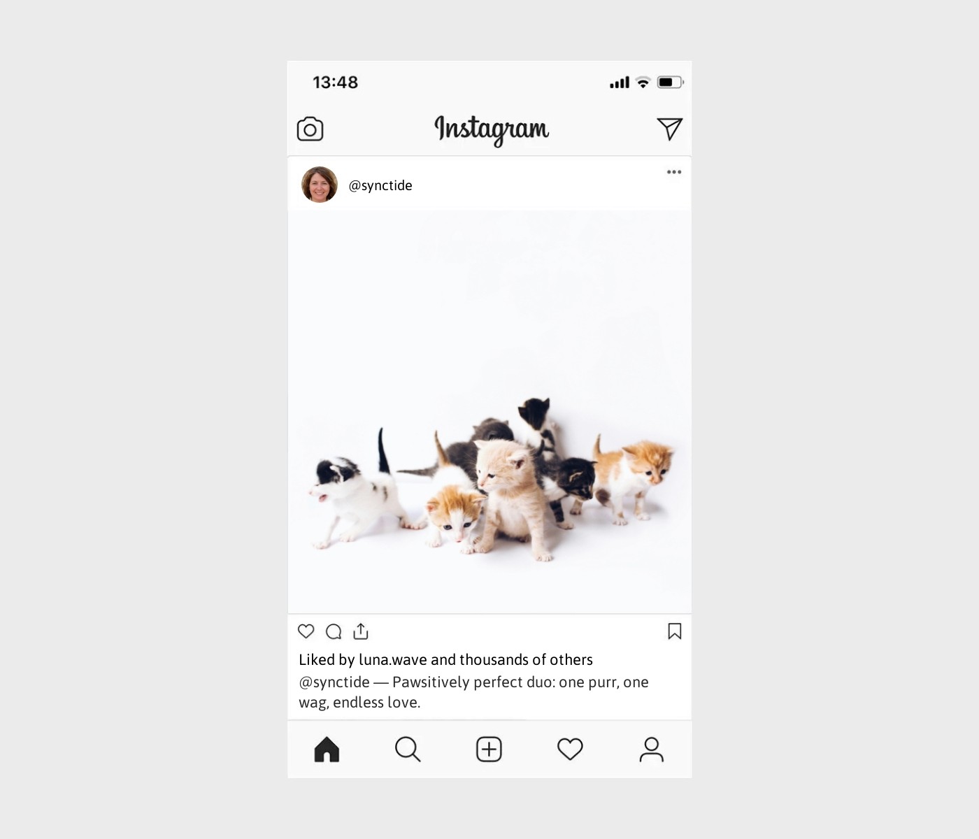 cat-and-dog-captions-for-instagram