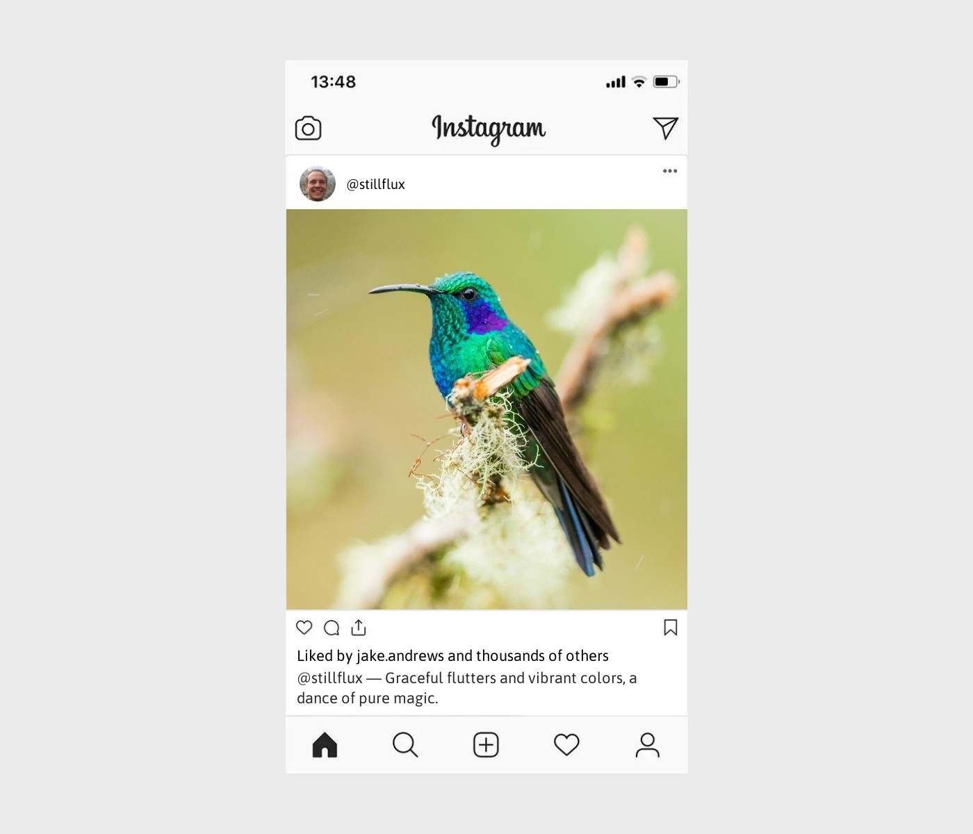 hummingbird-captions-for-instagram