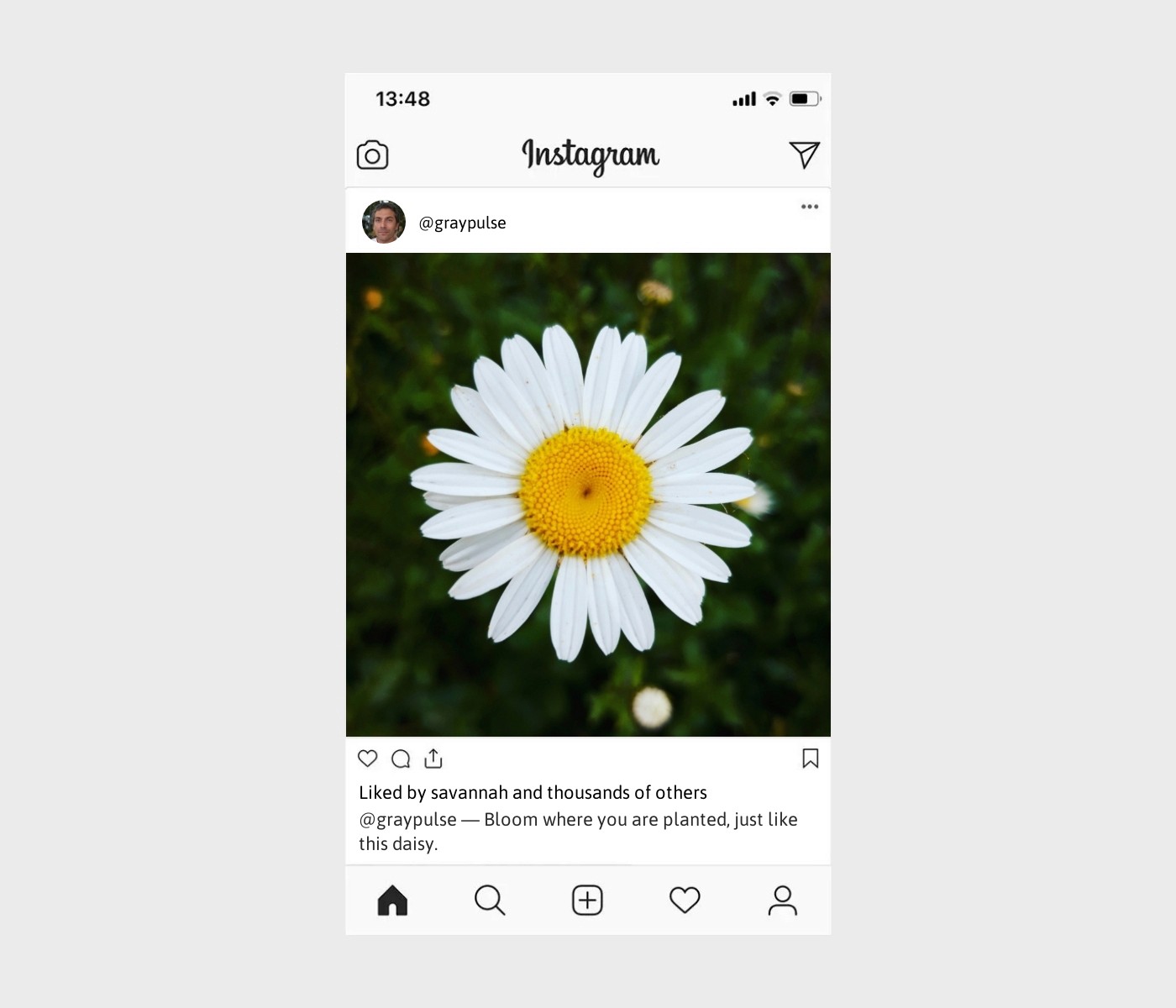 daisy-captions-for-instagram