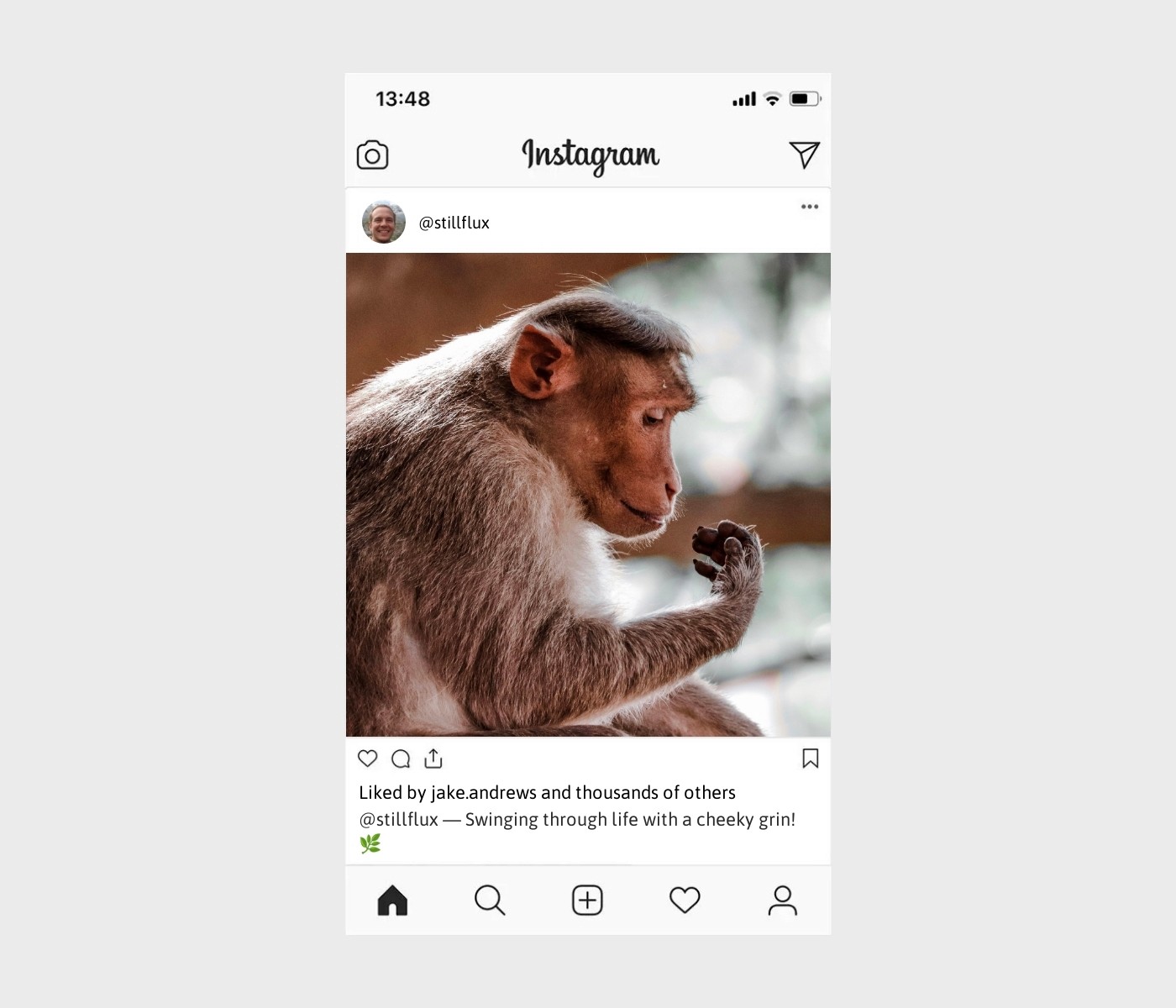 monkey-captions-for-instagram