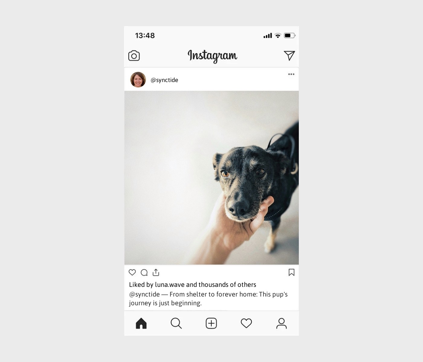 rescue-dog-captions-for-instagram