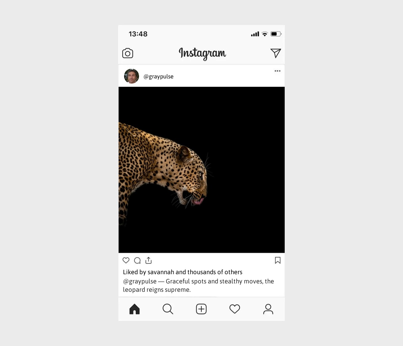 leopard-captions-for-instagram