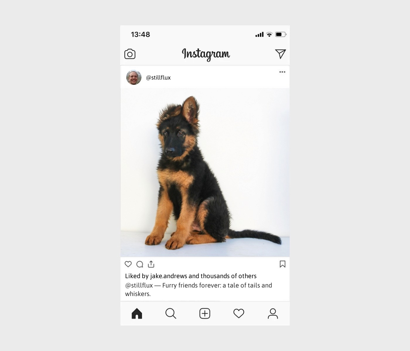 cat-and-dog-captions-for-instagram